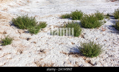 Grüne Pflanzen an der Unterseite einer getrockneten See Stockfoto