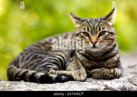 Graue Katze ist die Verlegung auf Stein vor dem hintergrund der grünen Pflanzen. Stockfoto
