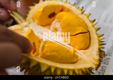 Eine köstliche Gelb durian Fleisch Stockfoto