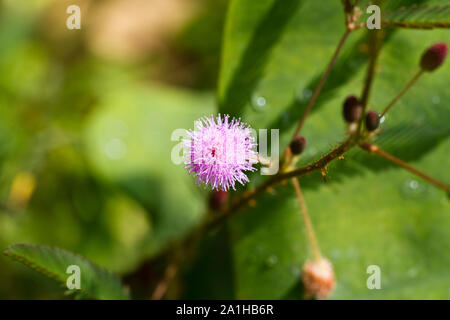 Mimosa pudica Blume im Morgenlicht Stockfoto