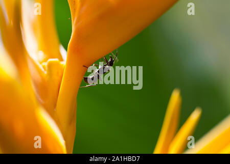 Nahaufnahme Blick auf schwarze Ameisen auf der gelben heliconia Blume Stockfoto