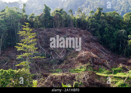 Logging Site Stockfoto