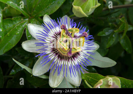 Passiflora Caerulea Blüte in Amsterdam Die Niederlande 2019 Stockfoto