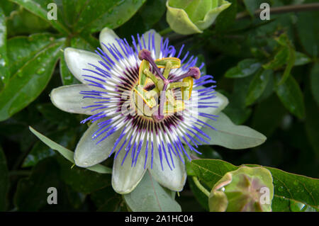 Passiflora Caerulea Blüte in Amsterdam Die Niederlande 2019 Stockfoto