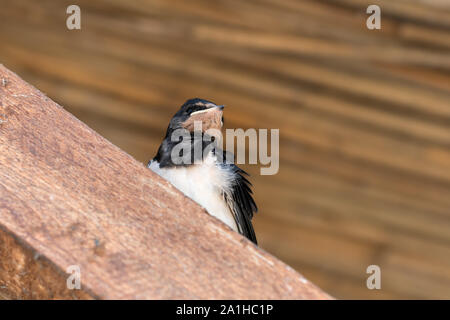 Baby Vogel der Schwalbe sitzt auf sonnenbeschienenen Holzbalken unter dem Dach Stockfoto