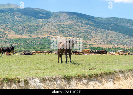 Junge Wasser Büffel und Kühe im Hintergrund, See Eber, Türkei Stockfoto