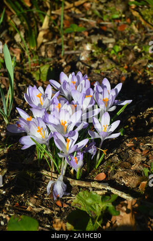 Ein Bündel von Crocus Tommasinianus Whitewell Purple'' Blumen wachsen in einem Grenze an RHS Garden Harlow Carr, Harrogate, Yorkshire. England, Großbritannien Stockfoto