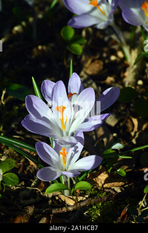 Ein Bündel von Crocus Tommasinianus Whitewell Purple'' Blumen wachsen in einem Grenze an RHS Garden Harlow Carr, Harrogate, Yorkshire. England, Großbritannien Stockfoto