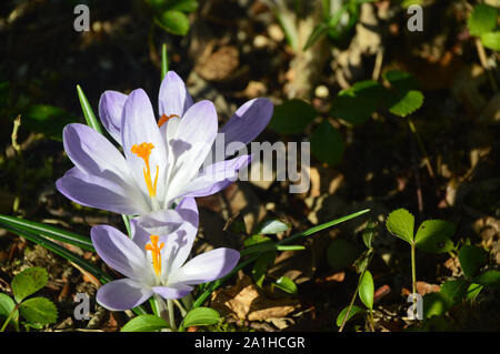 Ein Bündel von Crocus Tommasinianus Whitewell Purple'' Blumen wachsen in einem Grenze an RHS Garden Harlow Carr, Harrogate, Yorkshire. England, Großbritannien Stockfoto