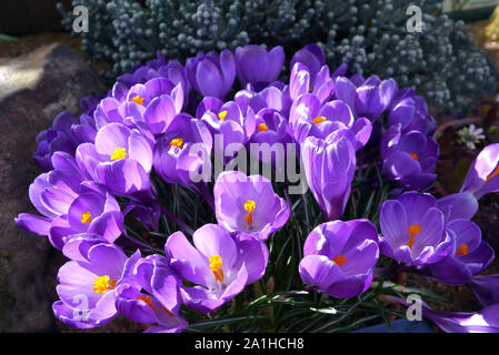 Ein Bündel von Violette Crocus vernus 'Blume Aufzeichnen' Blumen wachsen in einem Grenze an RHS Garden Harlow Carr, Harrogate, Yorkshire. England, UK. Stockfoto