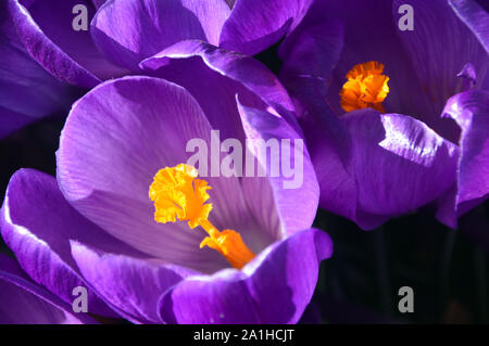 Ein Bündel von Violette Crocus vernus 'Blume Aufzeichnen' Blumen wachsen in einem Grenze an RHS Garden Harlow Carr, Harrogate, Yorkshire. England, UK. Stockfoto