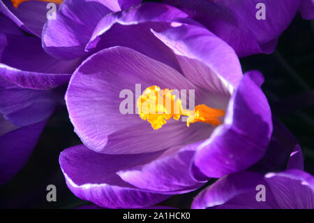 Ein Bündel von Violette Crocus vernus 'Blume Aufzeichnen' Blumen wachsen in einem Grenze an RHS Garden Harlow Carr, Harrogate, Yorkshire. England, UK. Stockfoto