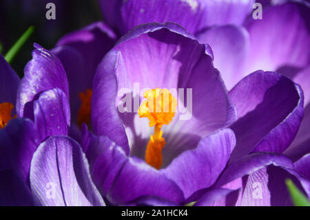 Ein Bündel von Violette Crocus vernus 'Blume Aufzeichnen' Blumen wachsen in einem Grenze an RHS Garden Harlow Carr, Harrogate, Yorkshire. England, UK. Stockfoto