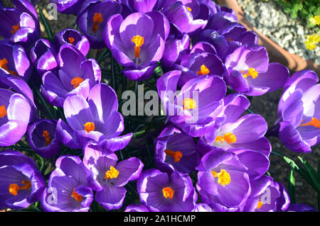 Ein Bündel von Violette Crocus vernus 'Blume Aufzeichnen' Blumen wachsen in einem Grenze an RHS Garden Harlow Carr, Harrogate, Yorkshire. England, UK. Stockfoto