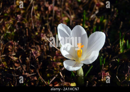 Eine einzelne weiße Crocus Blume wächst in einer Grenze auf dem Boden an RHS Garden Harlow Carr, Harrogate, Yorkshire. England, UK. Stockfoto