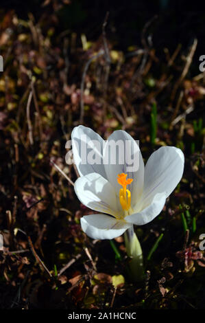 Eine einzelne weiße Crocus Blume wächst in einer Grenze auf dem Boden an RHS Garden Harlow Carr, Harrogate, Yorkshire. England, UK. Stockfoto