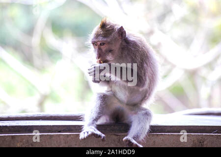 Wilde Affen Essen der Frucht in Bali sitzen auf einem Holz Regal, Wildlife Stockfoto