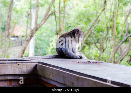 Der Affe sitzend und mit Blick auf den Dschungel, Seitenansicht der Affe draußen sitzen. Horizontal im Freien geschossen. Wildlife Stockfoto