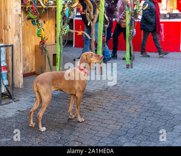 Ungarische Kurzhaariger Vorstehhund (vizsla) am Weihnachtsmarkt. Einsamen Hund wartet auf jemand, der Suche Stockfoto