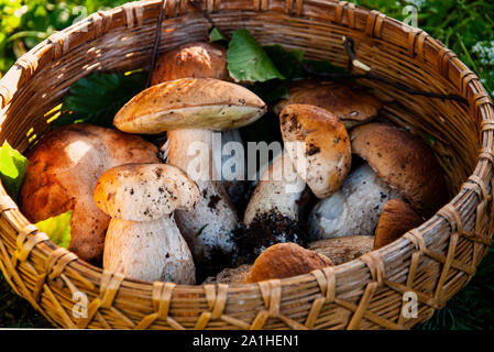 Herbst Zusammensetzung, frisch gepflückten Steinpilze in einem Korb der wicker auf dem Gras Stockfoto