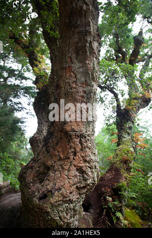 Quercus Suber Baum in Lissabon, Portugal. Stockfoto