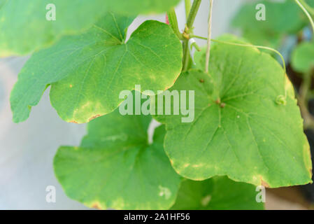 Blatt der Melone Baum infiziert der Pilz Stockfoto