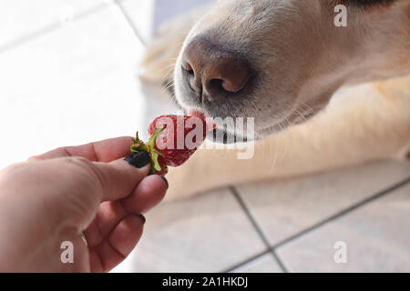 Weißer Labrador Retriever Hund essen eine Erdbeere Obst aus eigner Hand/konzeptionellen Bild des Vertrauens und der Freundschaft zwischen Hund und Mensch Stockfoto