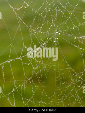 Eine Nahaufnahme eines Tau getränkt Spinnen web an einem nebligen Herbstmorgen. Stockfoto