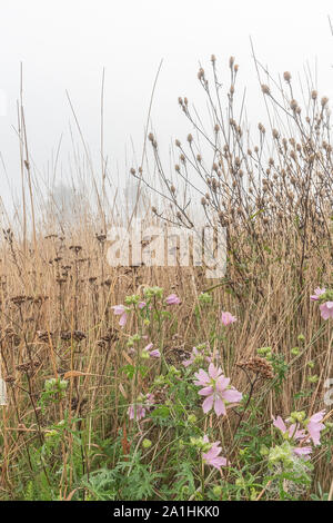 Wilde Blumen auf der Wiese der ländlichen Ackerland Stockfoto