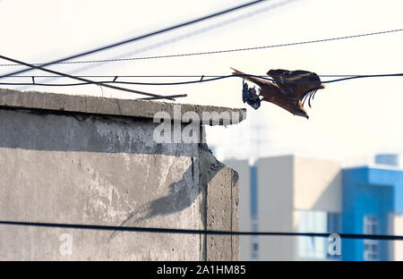 Schwarzer Milan (MILVUS MIGRANS), die aus der konkreten Dach einer Stadt Gebäude mit einer Taube in den Klauen. Urban Wildlife, Predator Konzept. Stockfoto