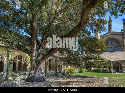 Der charakteristische Baum in der neuen Hochschule Kreuzgänge, verwendet als Standort für Das berühmte Harry Potter Filme. Die klöster sind nur auf der Vorderseite Stockfoto