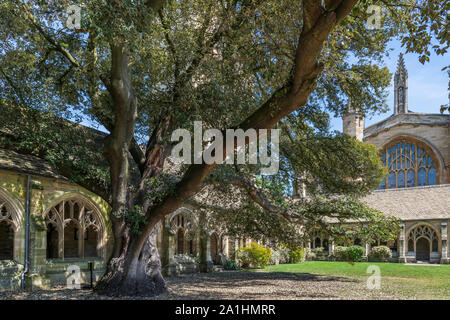 Der charakteristische Baum in der neuen Hochschule Kreuzgänge, verwendet als Standort für Das berühmte Harry Potter Filme. Die klöster sind nur auf der Vorderseite Stockfoto