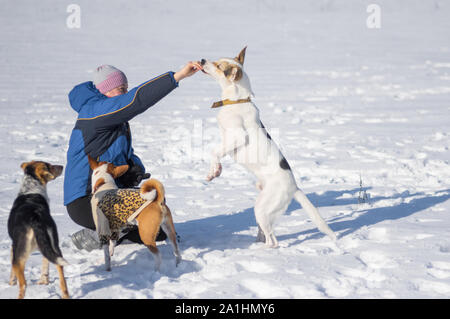 Frau Fütterung großen weißen Hund im Freien, während andere Hunde ihre Umdrehung warten Stockfoto