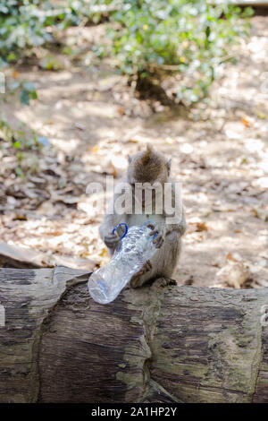 Monkey Holding Plastikflasche. schlechten Umwelt Foto in Bali, Indonesien. Stockfoto