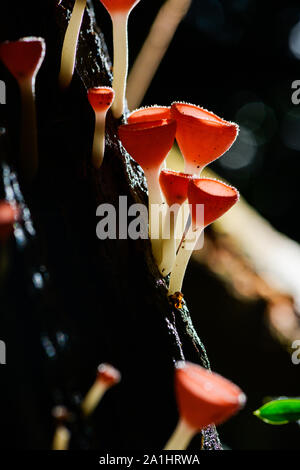 Pilze Pilz Champagner Schale Schale rot oder rosa brennen Schale, Tarzetta Rosea (REA) Dennis (Pyronemataceae), gefunden in den Regenwäldern von Zentral Thailand. Stockfoto