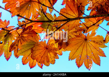 Überhängende Herbstblätter in verschiedenen Farbtönen von leuchtendem Orange, die im Herbst in Kyoto, Japan, aufgenommen wurden Stockfoto