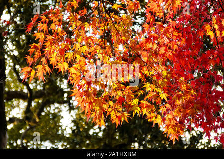 Überhängende Herbstblätter in verschiedenen Farbtönen von leuchtendem Orange, die im Herbst in Kyoto, Japan, aufgenommen wurden Stockfoto