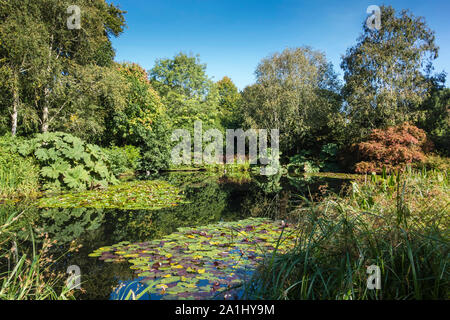 Rosemore RHS Garden, See, mit Seerosen, Sträucher und Bäume, Devon, England, UK. Stockfoto