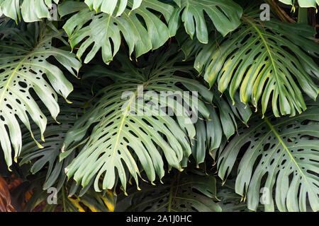 Monstera deliciosa, der ceriman, die spezifische Epitheton deliciosa bedeutet 'delicious', bezieht sich auf die genießbare Früchte, während die monstera bedeutet, erschreckend," Stockfoto