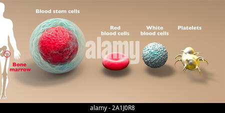 Blutstammzellen ist eine unreife Zellen, die sich entwickeln können in alle Arten von Blutzellen (Leukozyten, Erythrozyten, Thrombozyten). Knochenmark Stockfoto