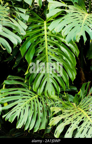 Monstera deliciosa, der ceriman, die spezifische Epitheton deliciosa bedeutet 'delicious', bezieht sich auf die genießbare Früchte, während die monstera bedeutet, erschreckend," Stockfoto