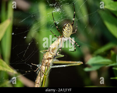 Eine große Amoena spider Argiope sitzt in seiner Web Fütterung auf eine Heuschrecke, die vor kurzem in seine Web gestolpert. Stockfoto