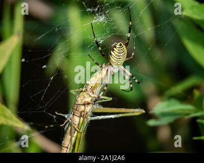 Eine große Amoena spider Argiope sitzt in seiner Web Fütterung auf eine Heuschrecke, die vor kurzem in seine Web gestolpert. Stockfoto