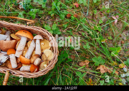Pilze in einem Korb auf einer saftigen grünen Gras. Stockfoto