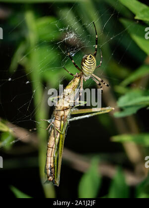 Eine große Amoena spider Argiope sitzt in seiner Web Fütterung auf eine Heuschrecke, die vor kurzem in seine Web gestolpert. Stockfoto