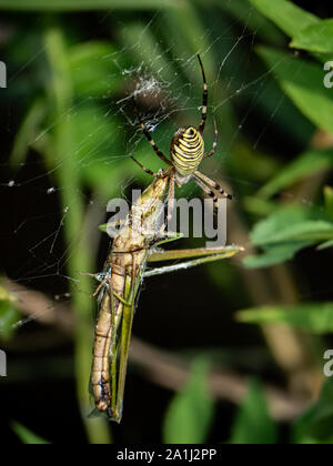 Eine große Amoena spider Argiope sitzt in seiner Web Fütterung auf eine Heuschrecke, die vor kurzem in seine Web gestolpert. Stockfoto