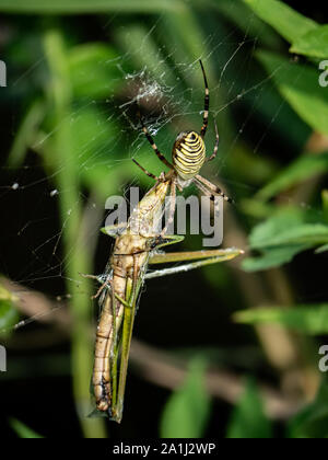 Eine große Amoena spider Argiope sitzt in seiner Web Fütterung auf eine Heuschrecke, die vor kurzem in seine Web gestolpert. Stockfoto