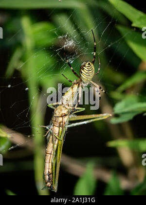 Eine große Amoena spider Argiope sitzt in seiner Web Fütterung auf eine Heuschrecke, die vor kurzem in seine Web gestolpert. Stockfoto