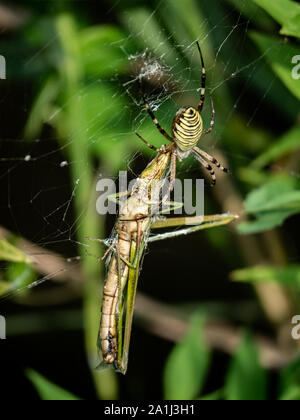 Eine große Amoena spider Argiope sitzt in seiner Web Fütterung auf eine Heuschrecke, die vor kurzem in seine Web gestolpert. Stockfoto