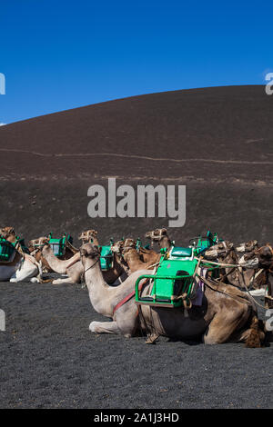 Kamele mit Schnauze ruhen und warten auf Touristen für Kamelreiten in der Wüste von Timanfaya Park, Lanzarote, Spanien zu gelangen Stockfoto